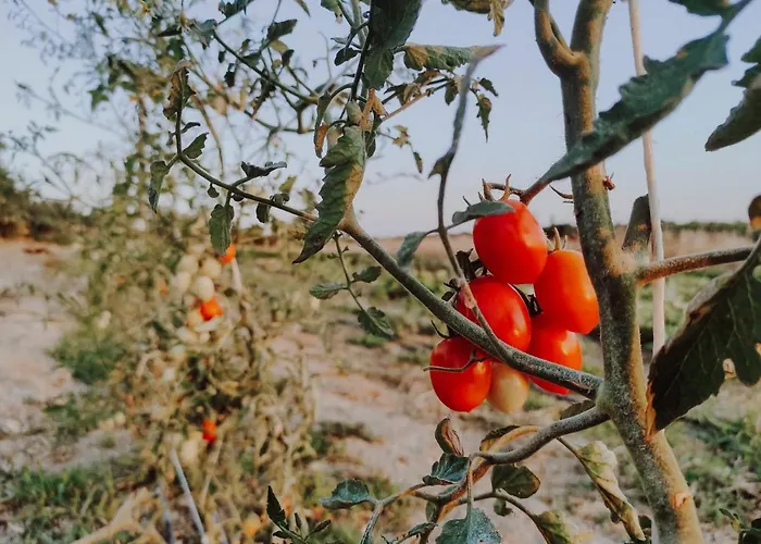 בית חווה Marianeddi נוטו